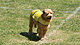 Soccer Dog: European Cup
